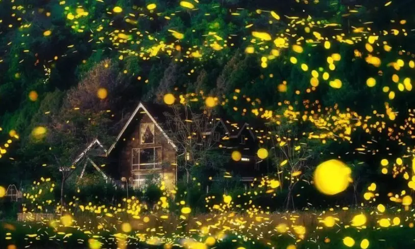 日月潭螢火蟲 日月潭螢火蟲