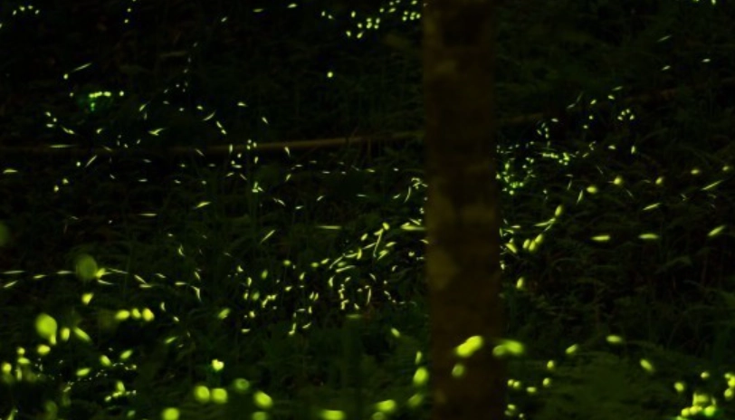 大安森林公園 生態