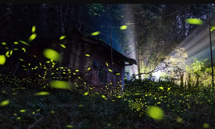 螢火蟲攝影技巧 螢火蟲攝影技巧