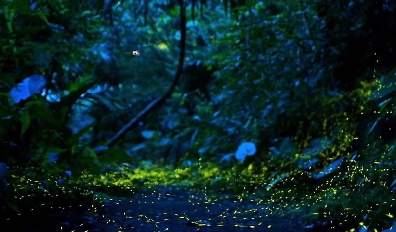 螢火蟲觀賞時間