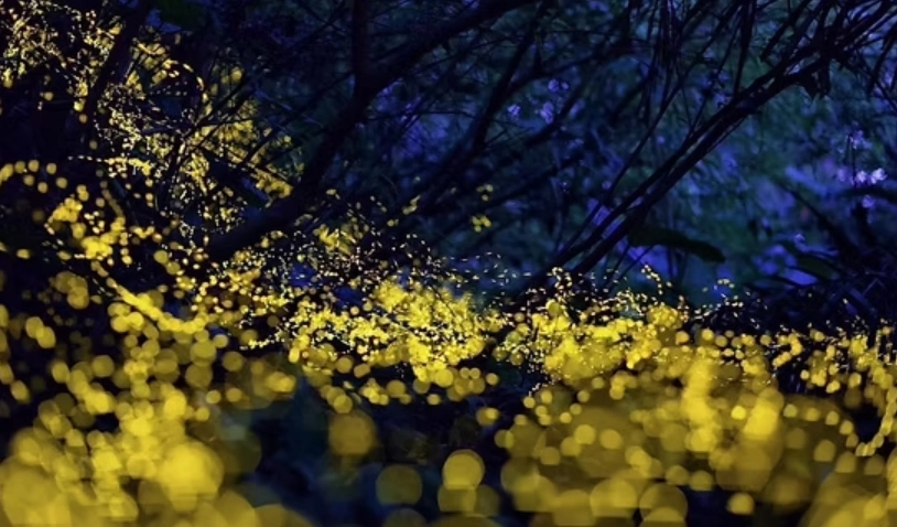 宜蘭螢火蟲地點