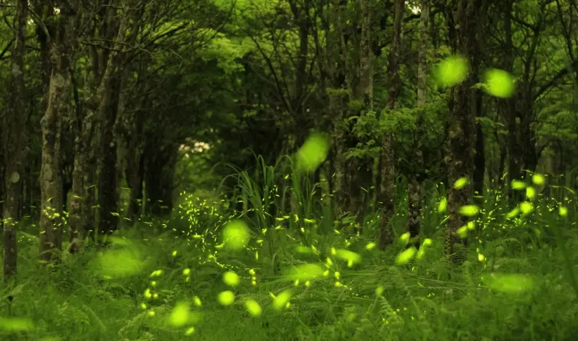 螢火蟲 觀賞 注意事項