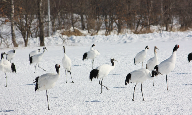 網走流冰觀光船