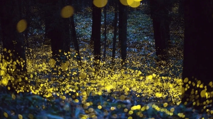 螢火蟲公園 地點