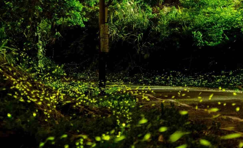 螢火蟲公園 地點