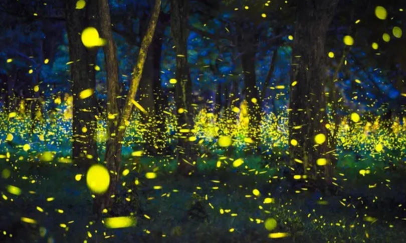 螢火蟲季節 時間