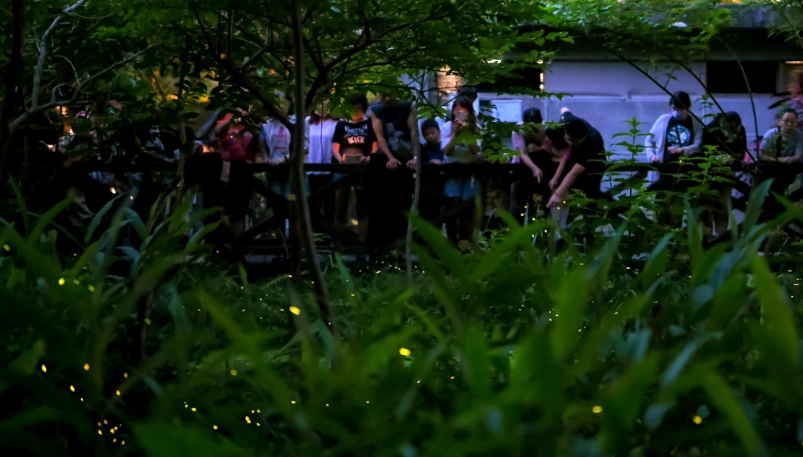 螢火蟲 觀賞 注意事項