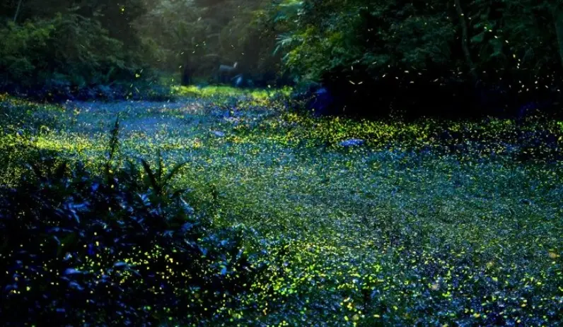 螢火蟲觀賞時間