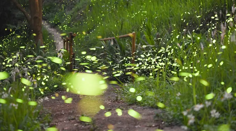 螢火蟲季節 時間