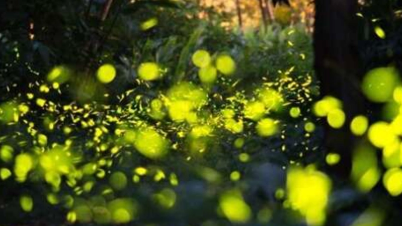 螢火蟲公園 地點