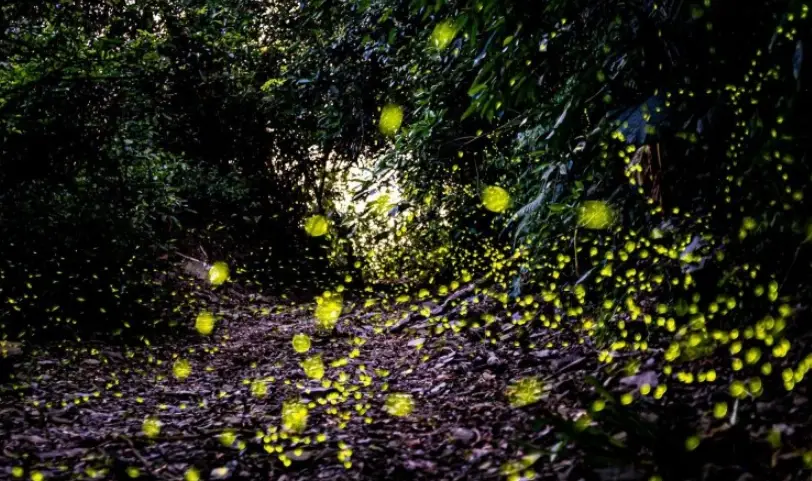 螢火蟲觀賞時間