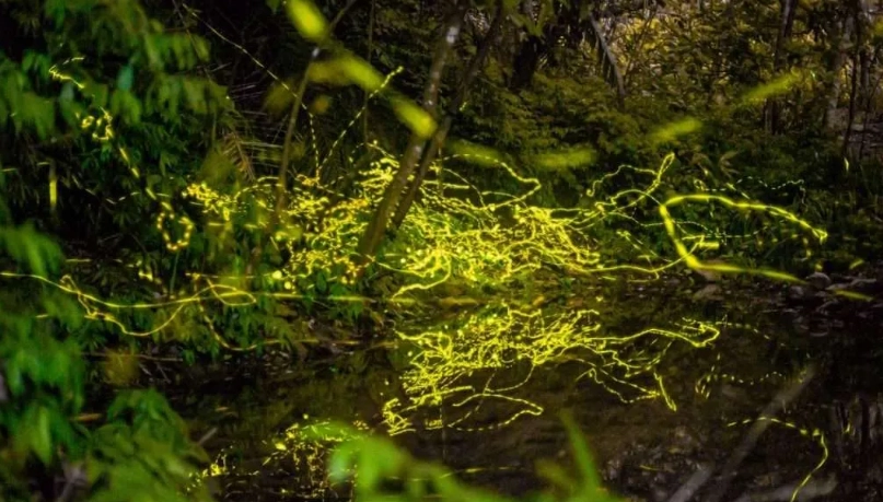 宜蘭螢火蟲地點