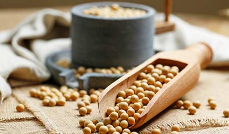 植物性蛋白增肌