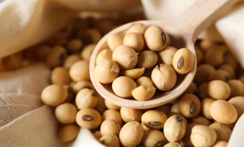 植物性蛋白增肌