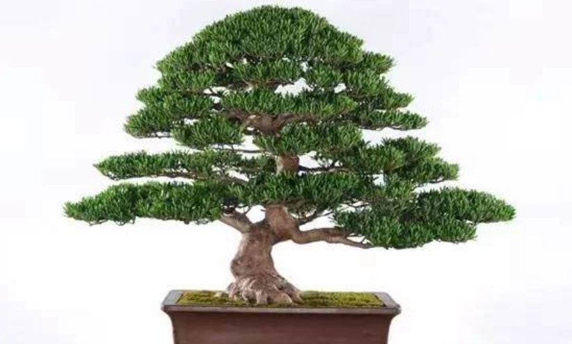 羅漢松造型設計