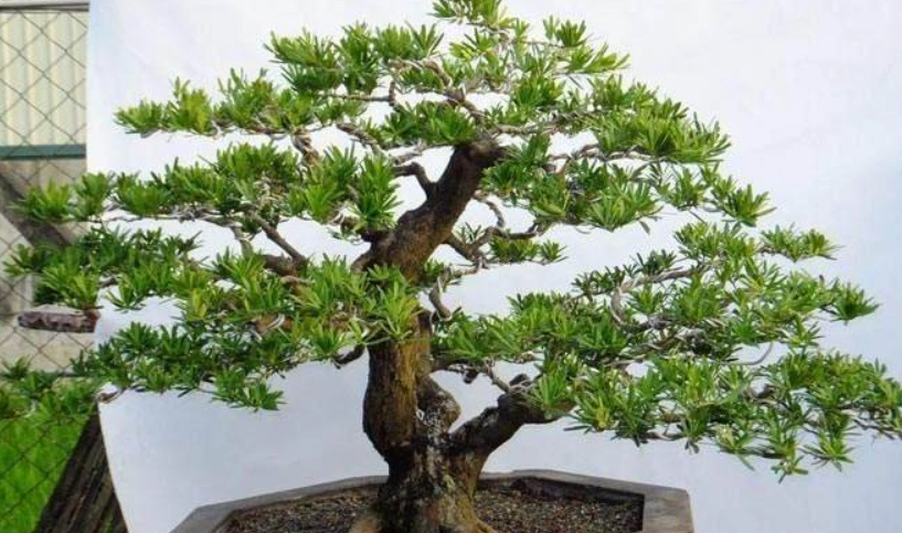 羅漢松塑型方法