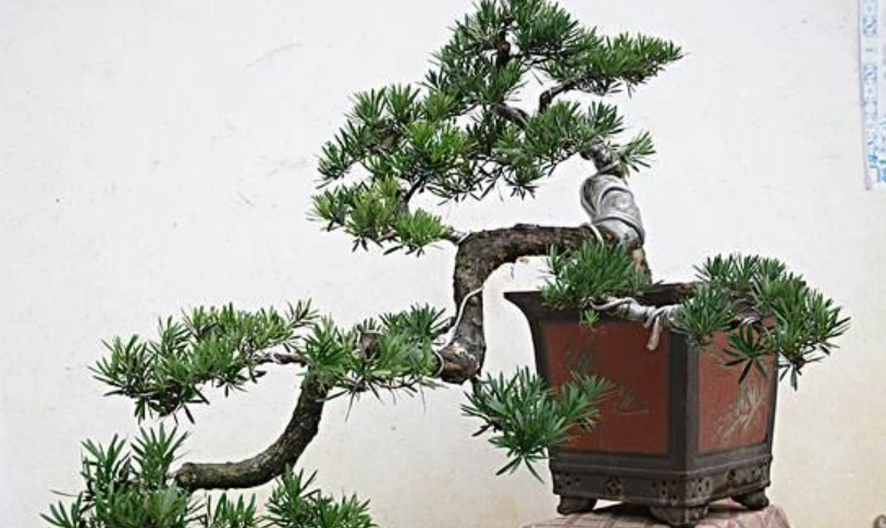 羅漢松造型設計