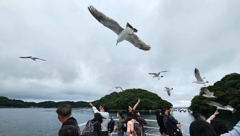 冬天海鷗觀賞 冬天海鷗觀賞