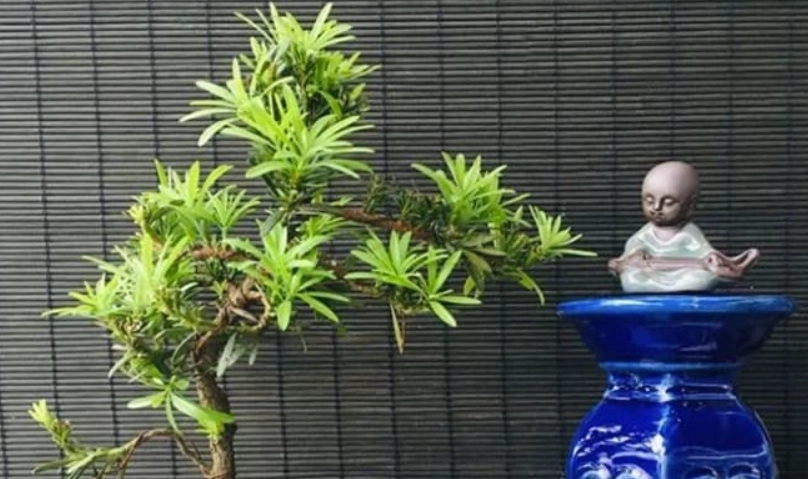 羅漢松種植禁忌