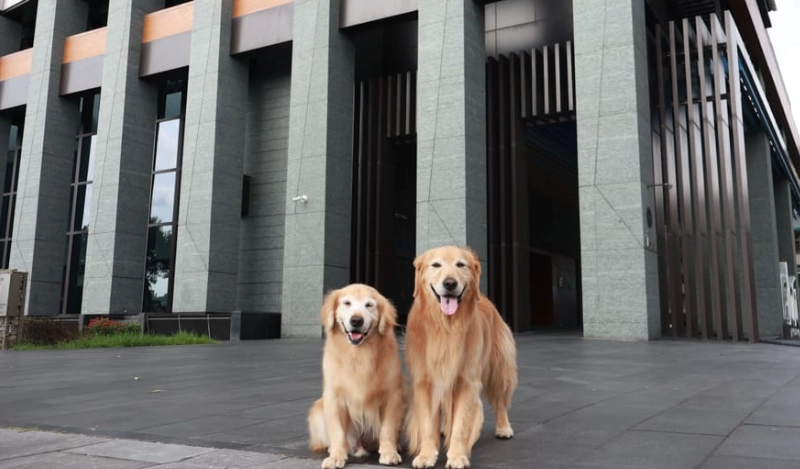 北投寵物友善溫泉飯店