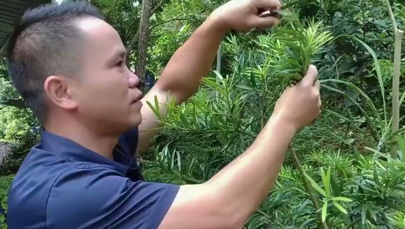 大型羅漢松修剪