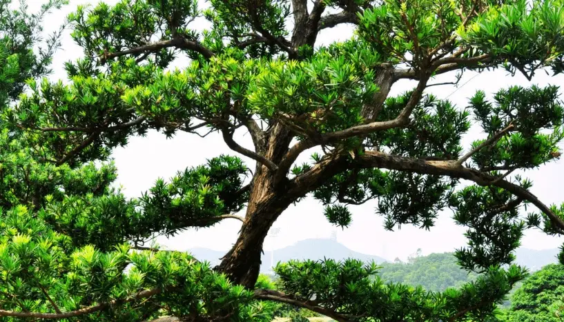 羅漢松造型技巧