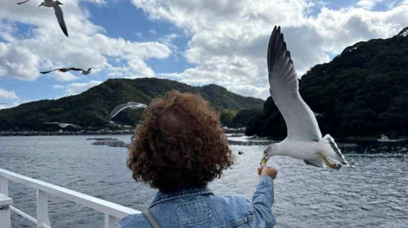 天橋立海鷗 天橋立海鷗