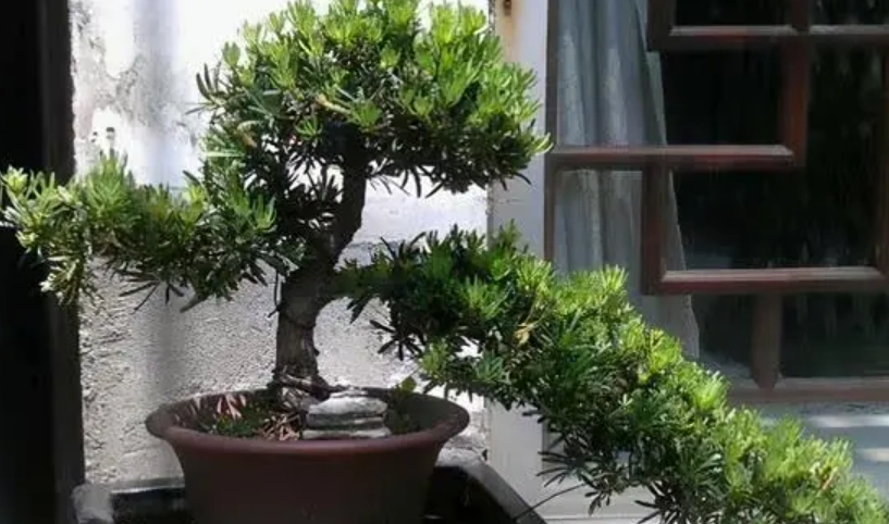 羅漢松修剪方法