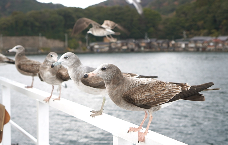 冬天海鷗觀賞 冬天海鷗觀賞