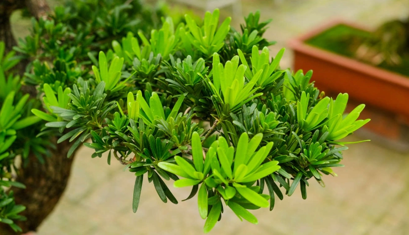 羅漢松禁忌全解析：擺錯位置竟會影響家運？