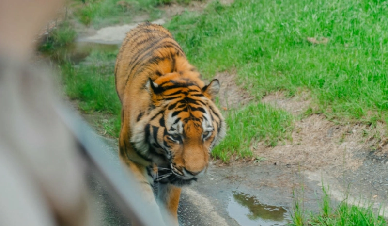 冒險大世界 門票 冒險大世界 門票
