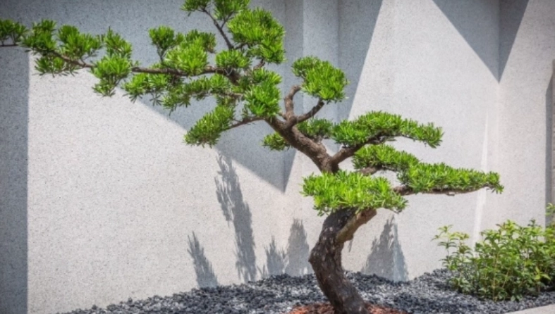 羅漢松修剪季節