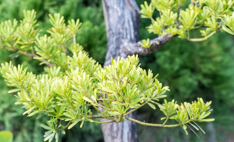 羅漢松修剪季節
