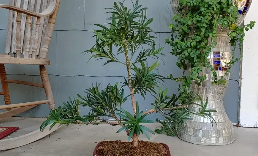 羅漢松造型修剪