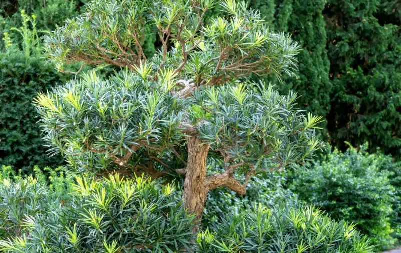 大型羅漢松修剪完整指南：專家親授步驟與常見錯誤避免