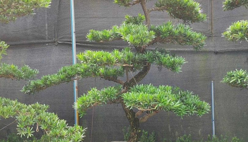 羅漢松造型修剪