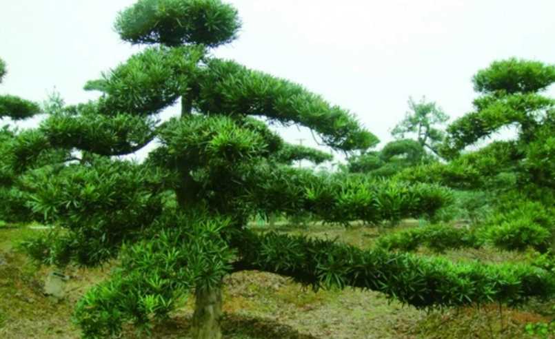 羅漢松維護方法