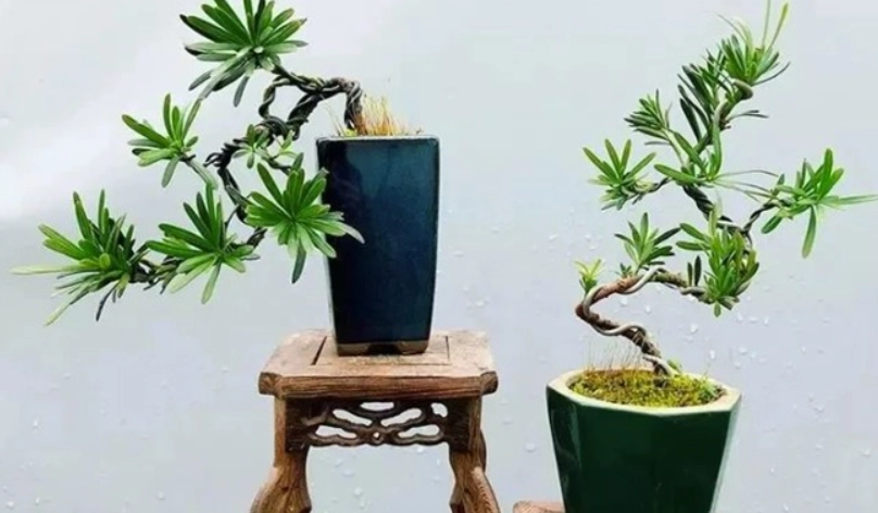 羅漢松種植禁忌