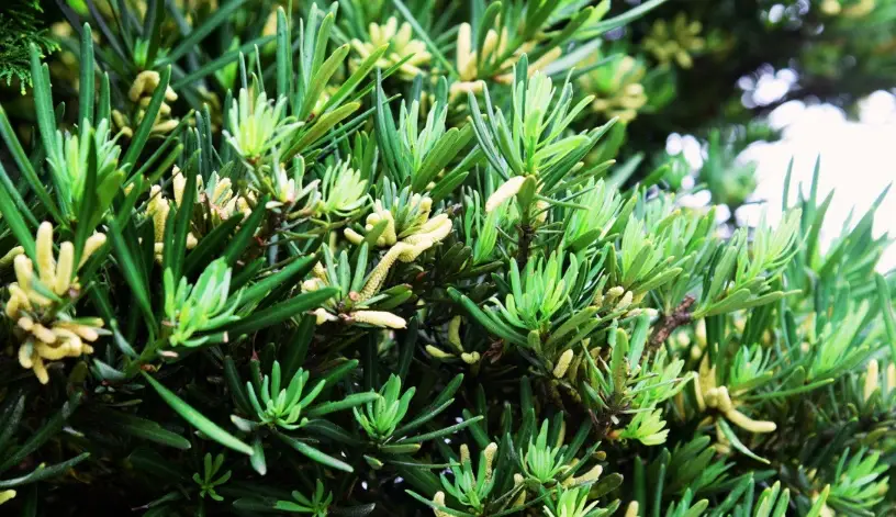 羅漢松修剪方法