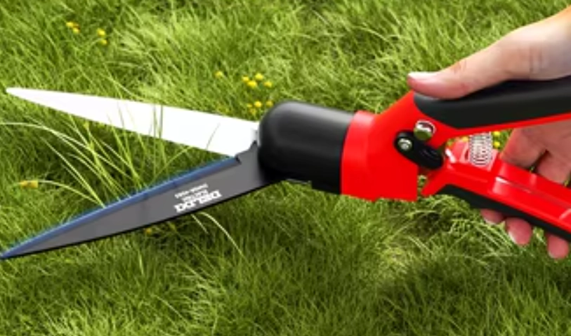 羅漢松維護方法