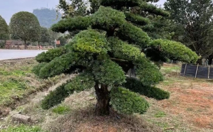 羅漢松造型技巧