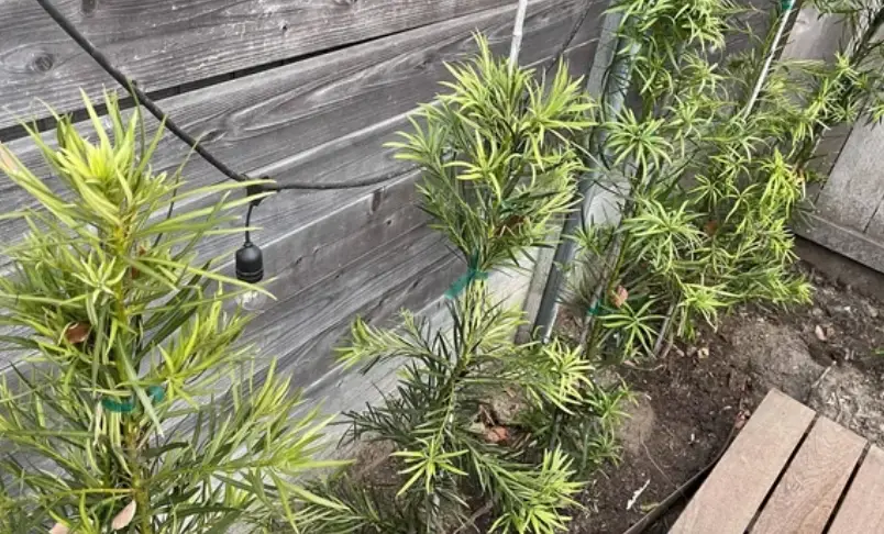 羅漢松多久澆一次水