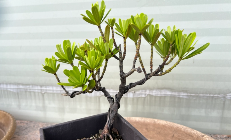 羅漢松換盆步驟