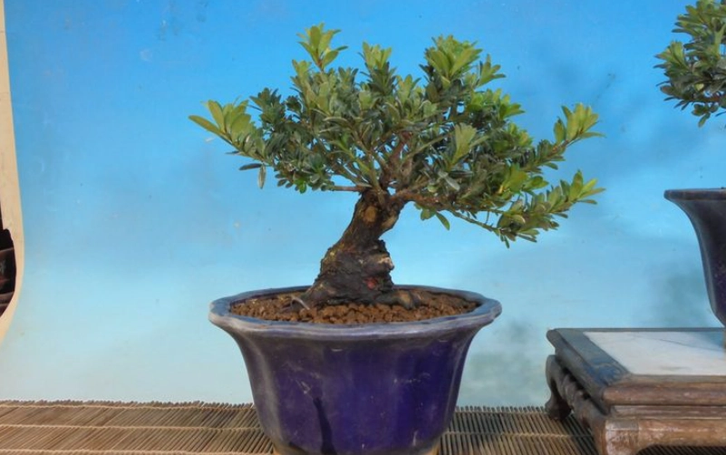 羅漢松換盆步驟