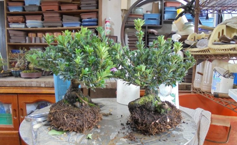 羅漢松換盆步驟