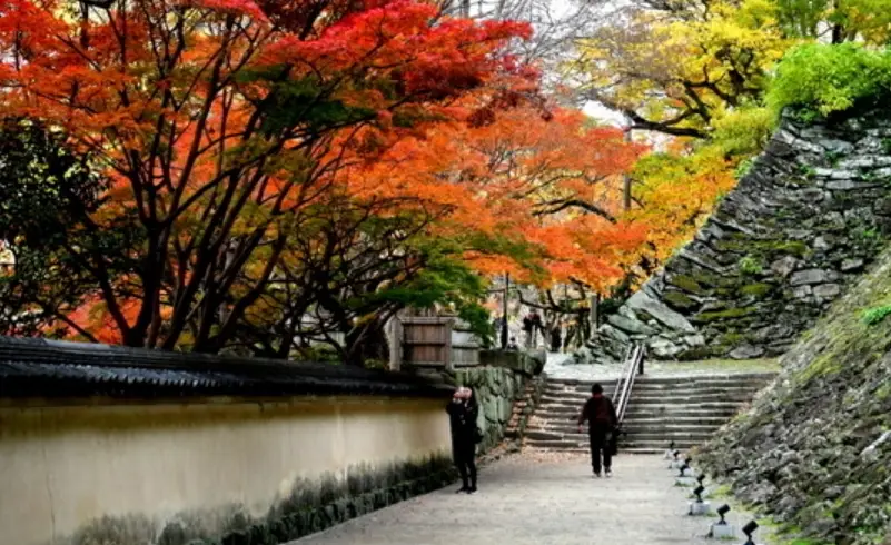 和歌山城楓葉