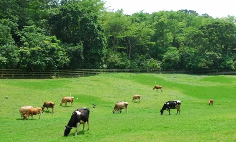 台北近郊農場