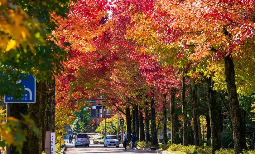 金澤賞楓景點
