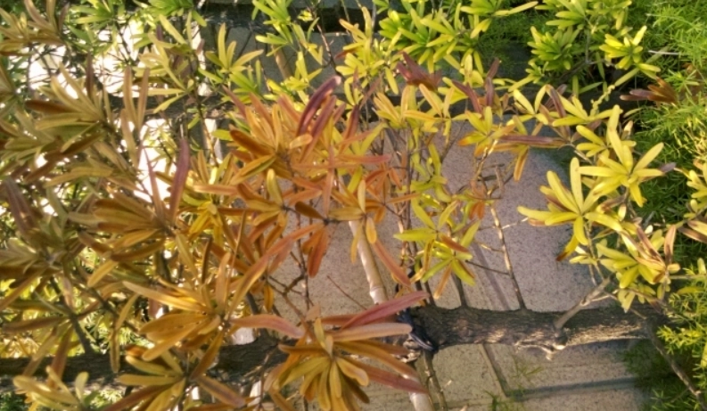 植物葉子變黃處理