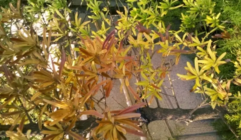 羅漢松照顧方法